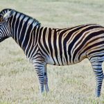 Bizar: Deze bijzondere dieren mag je officieel als huisdier houden. 