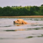 Onverwachte redder: Het verhaal van een hond en een rivierdrama.