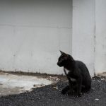 Van straat tot inspiratie: Het ontroerende verhaal van een straatkat en een…