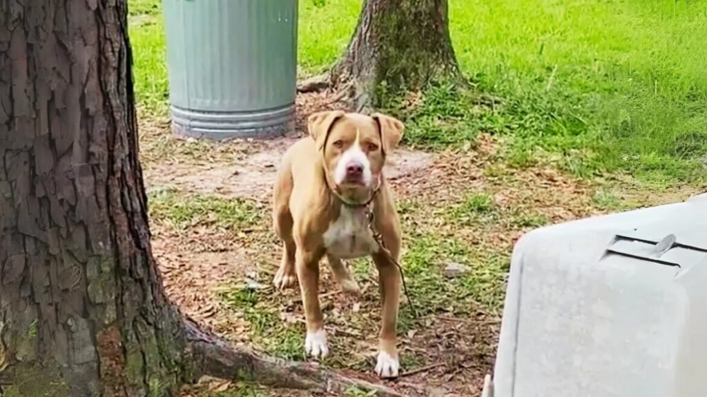 mol - Dagelijkse Feitjes mol