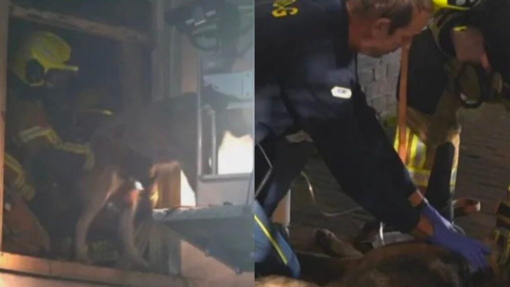 WhatsApp Image 2026 03 18 at 07.16.16